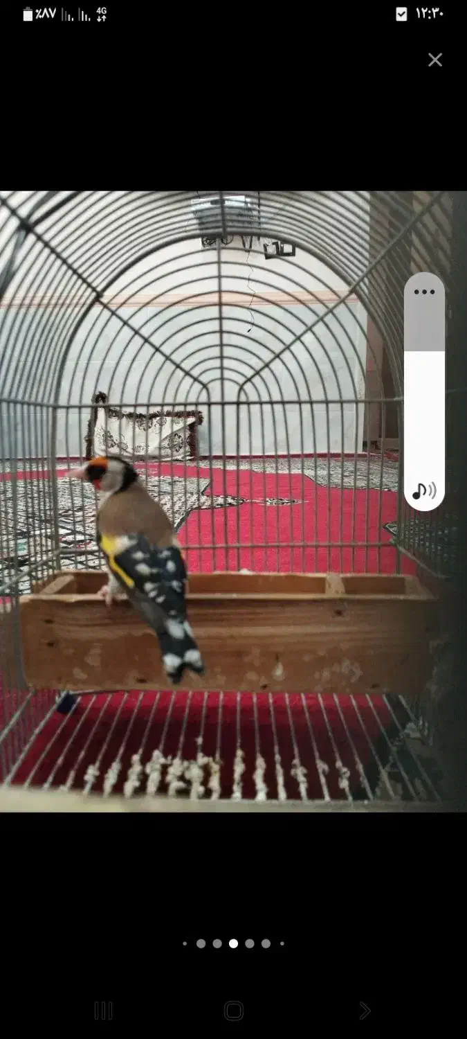 سهره. معاوضه با جفت عروس هلندی یا قناری|پرنده|شیراز, محراب|دیوار