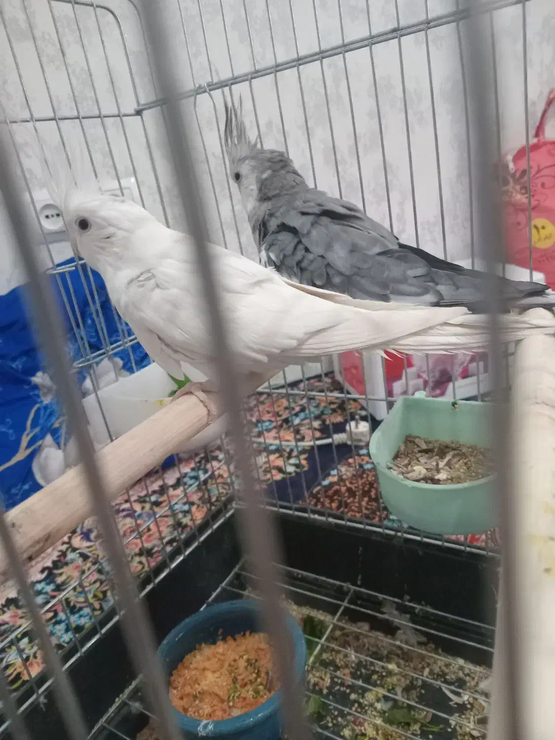 عروس هلندی جفت|پرنده|اسلام‌شهر, مسکن مهر اسلاشهر (شهرک امام خمینی)|دیوار