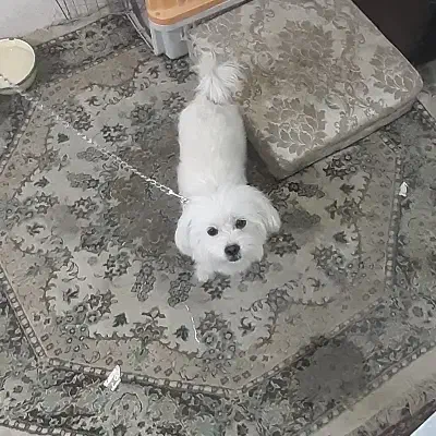 سگ گ م ش د ه|حیوانات|قم, پردیسان|دیوار