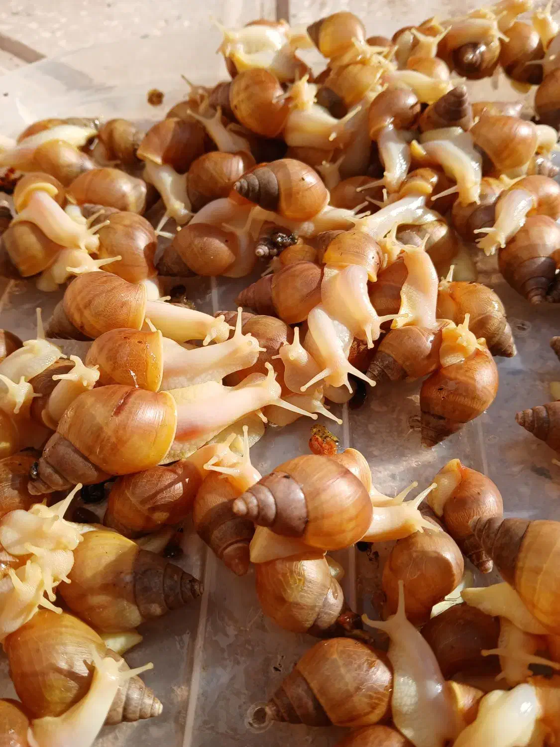 اچاتینا|خزنده|کاشمر, |دیوار