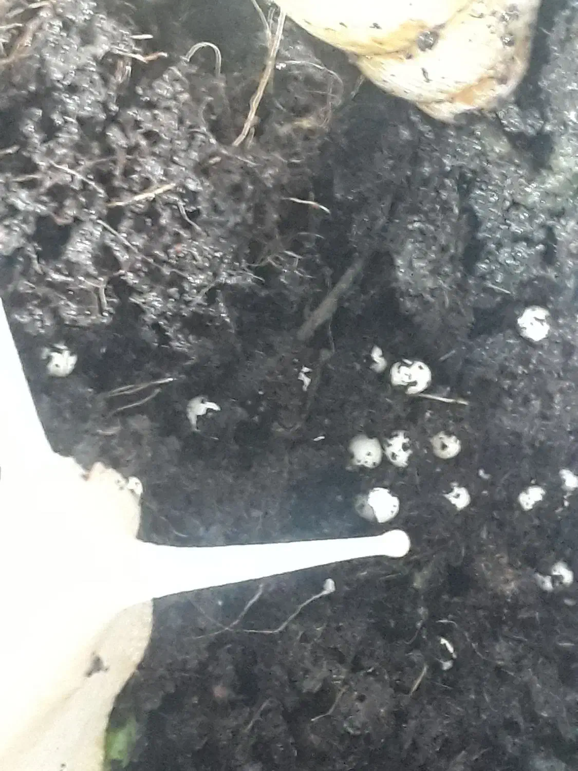 حلزون ۱۳ سانتی تخم گذار|خزنده|کرج, کمالشهر|دیوار