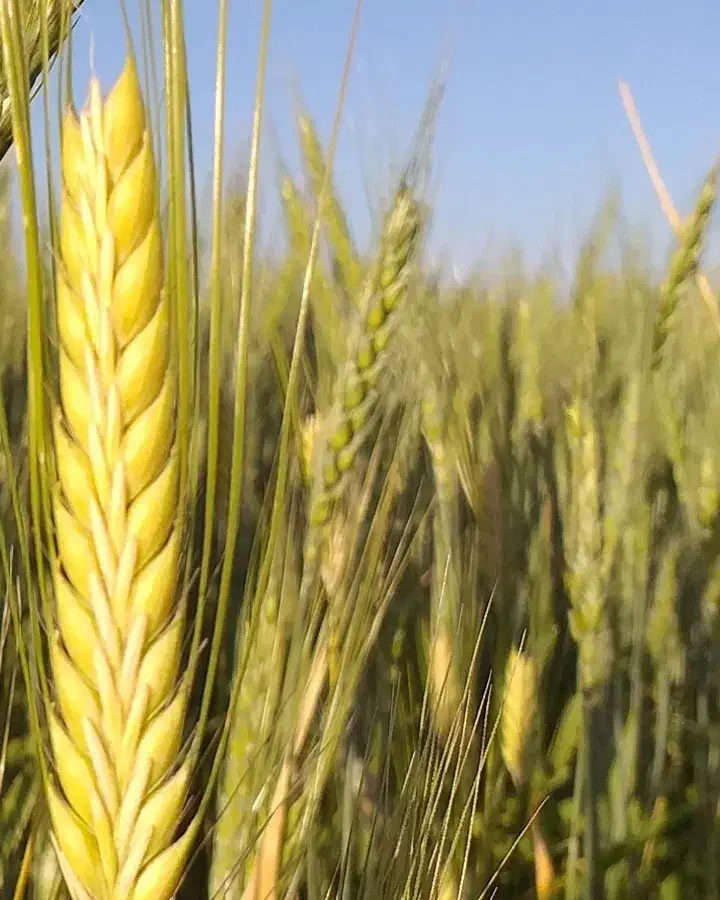 گندم آبی|گل و گیاه طبیعی|فرمهین, |دیوار