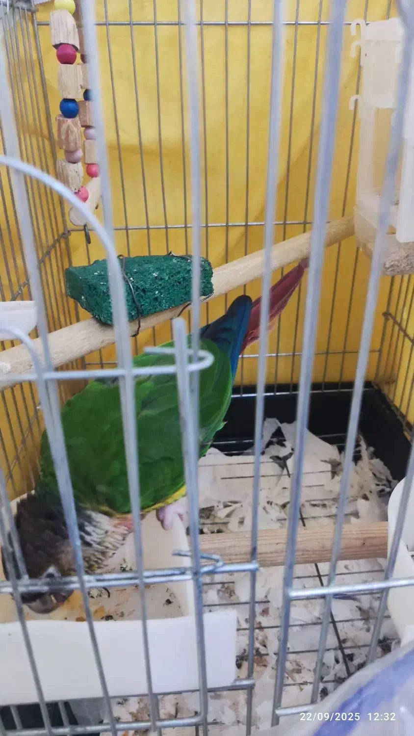 طوطی گرینجیک|پرنده|شهریار, شهرک وائین|دیوار