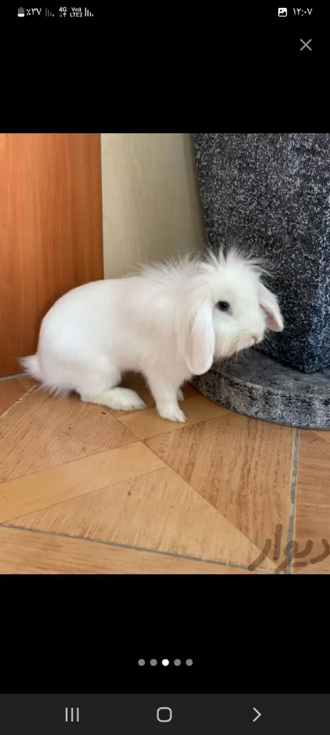 یک جفت خرگوش لوپ|موش و خرگوش|شیروان (خراسان), |دیوار