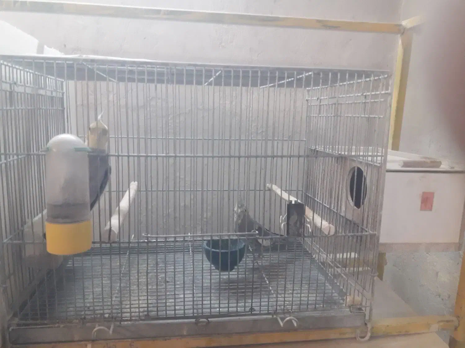 عروس هلندی|پرنده|اصفهان, ارداجی|دیوار