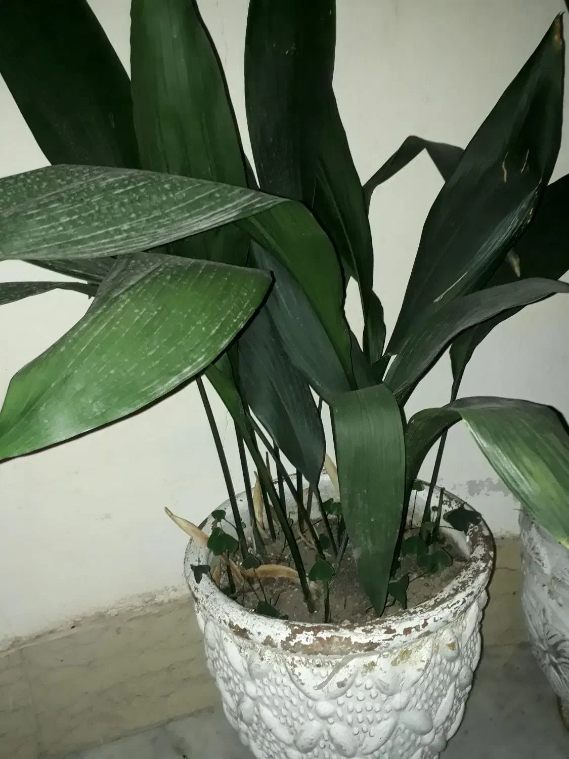 گل یشم گل عبایی با گلدان بزرگ وگلدان سفالی دیواری|گل و گیاه طبیعی|رشت, توشیبا|دیوار