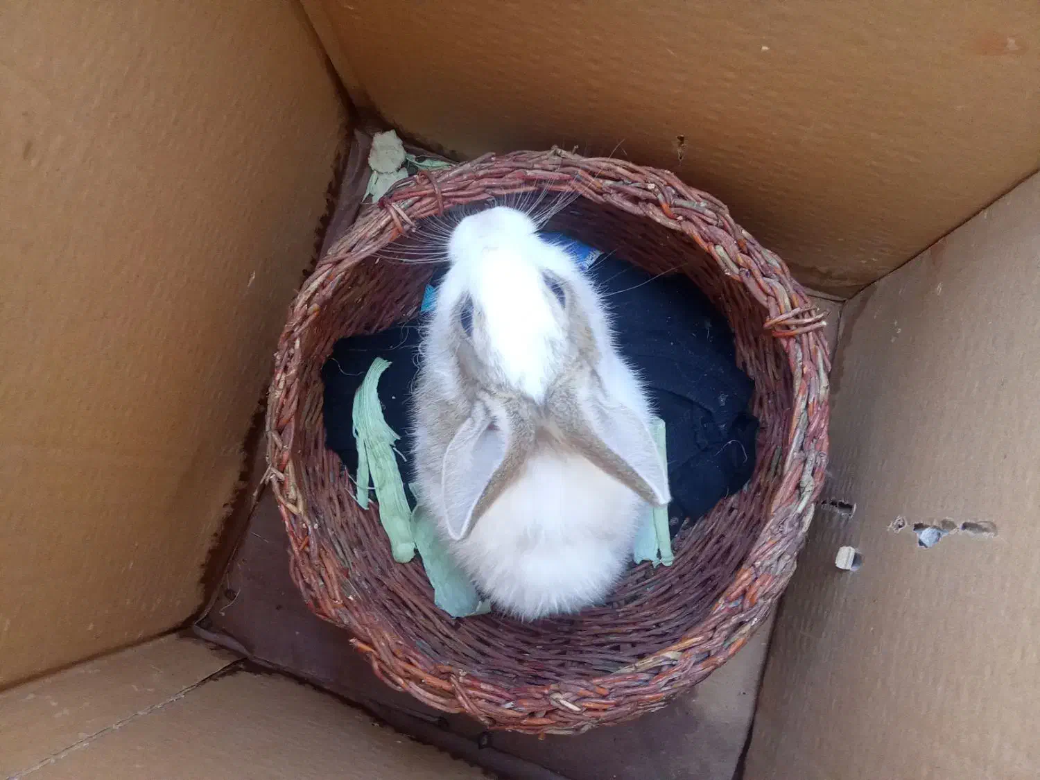 خرگوش ماده|موش و خرگوش|ورامین, خیر آباد|دیوار