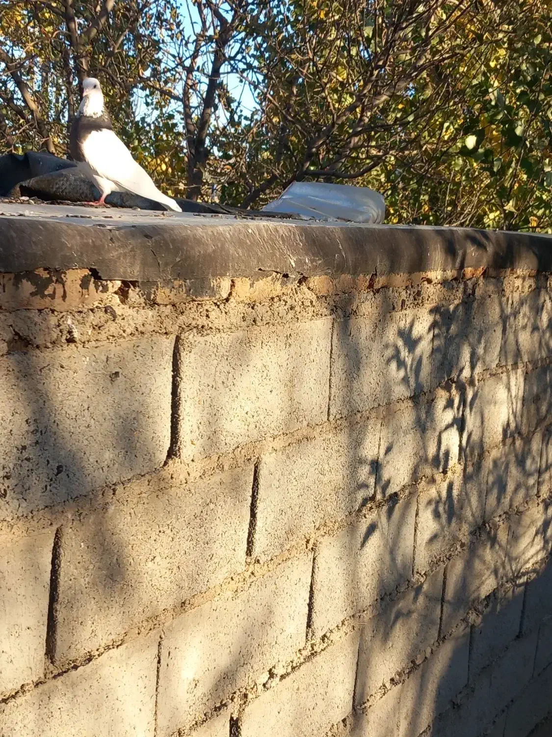 کبوترطوقی ماده|پرنده|اهر, |دیوار