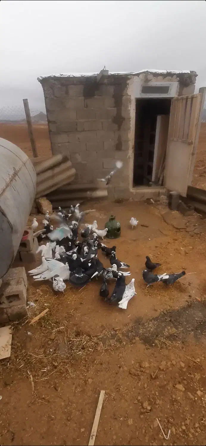 یه گنجه کبوتر پرشی ۵۵یا ۶۰ تایی|پرنده|بوکان, |دیوار