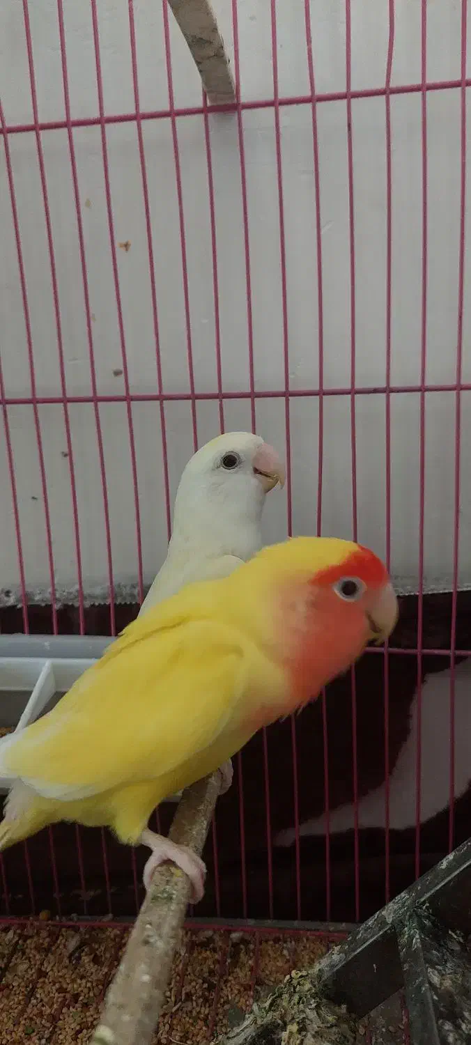 کوتله برزیلی|پرنده|آذرشهر, |دیوار