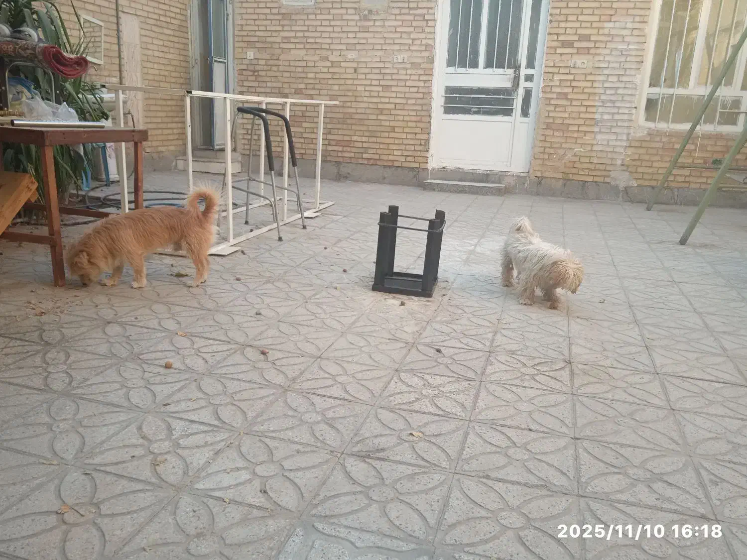 حیوان فروشی|سگ|خفر, |دیوار