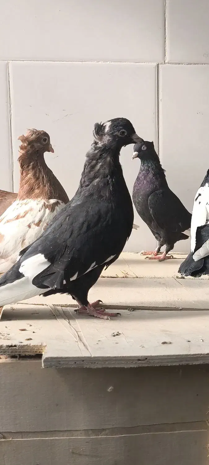 کبوتر|پرنده|مرودشت, شهرک مهدیه|دیوار