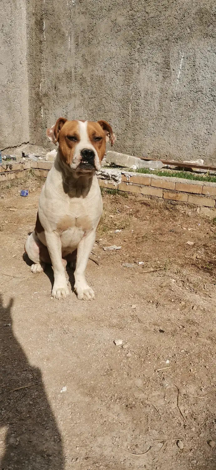 سگ لیت پول|سگ|آشخانه, |دیوار