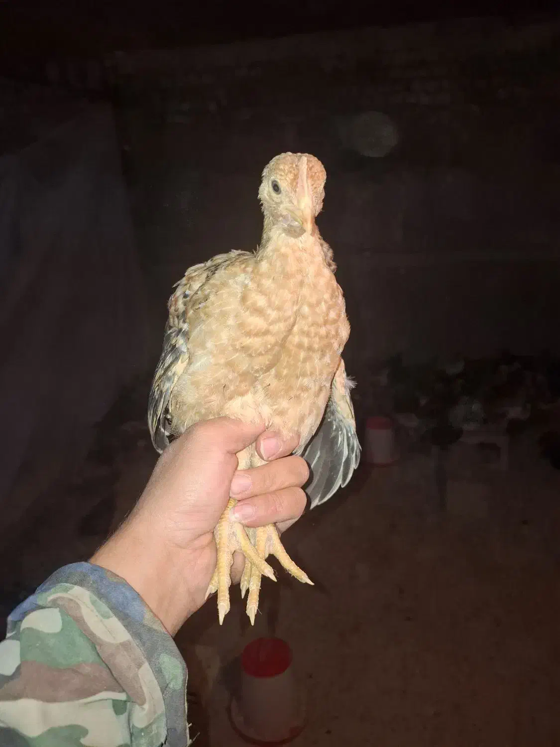 نیمچه گلپایگانی 45 روزه|حیوانات مزرعه|قم, منبع آب|دیوار