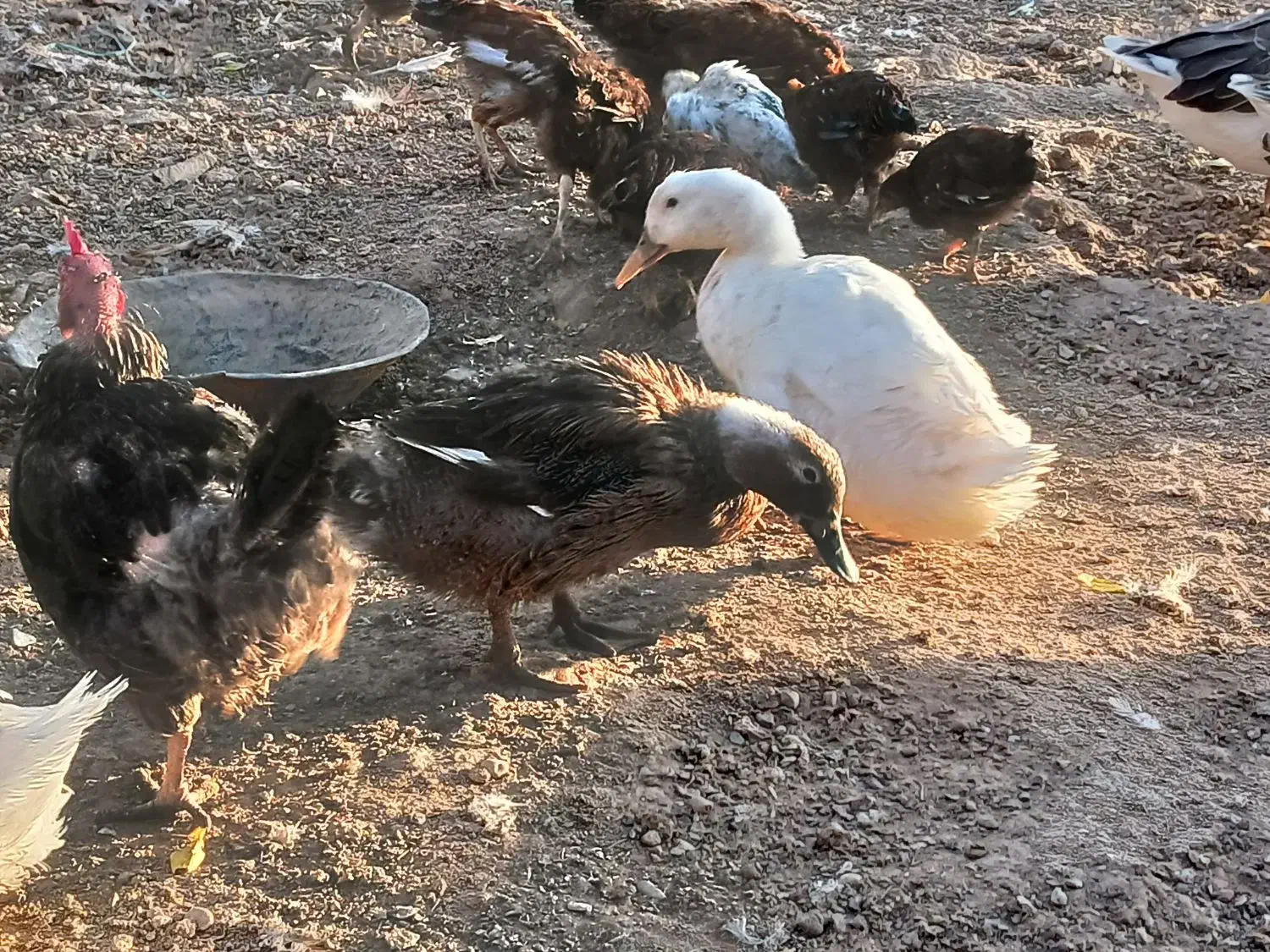 فروش مرع و خروس و قو غاز و ....|حیوانات مزرعه|قزوین, |دیوار