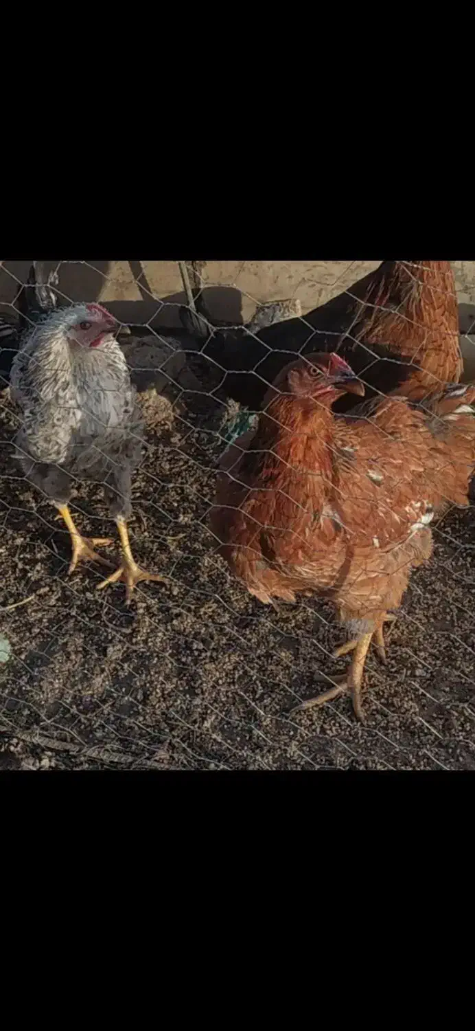 مرغ محلی (گلپایگان)|حیوانات مزرعه|دیواندره, |دیوار