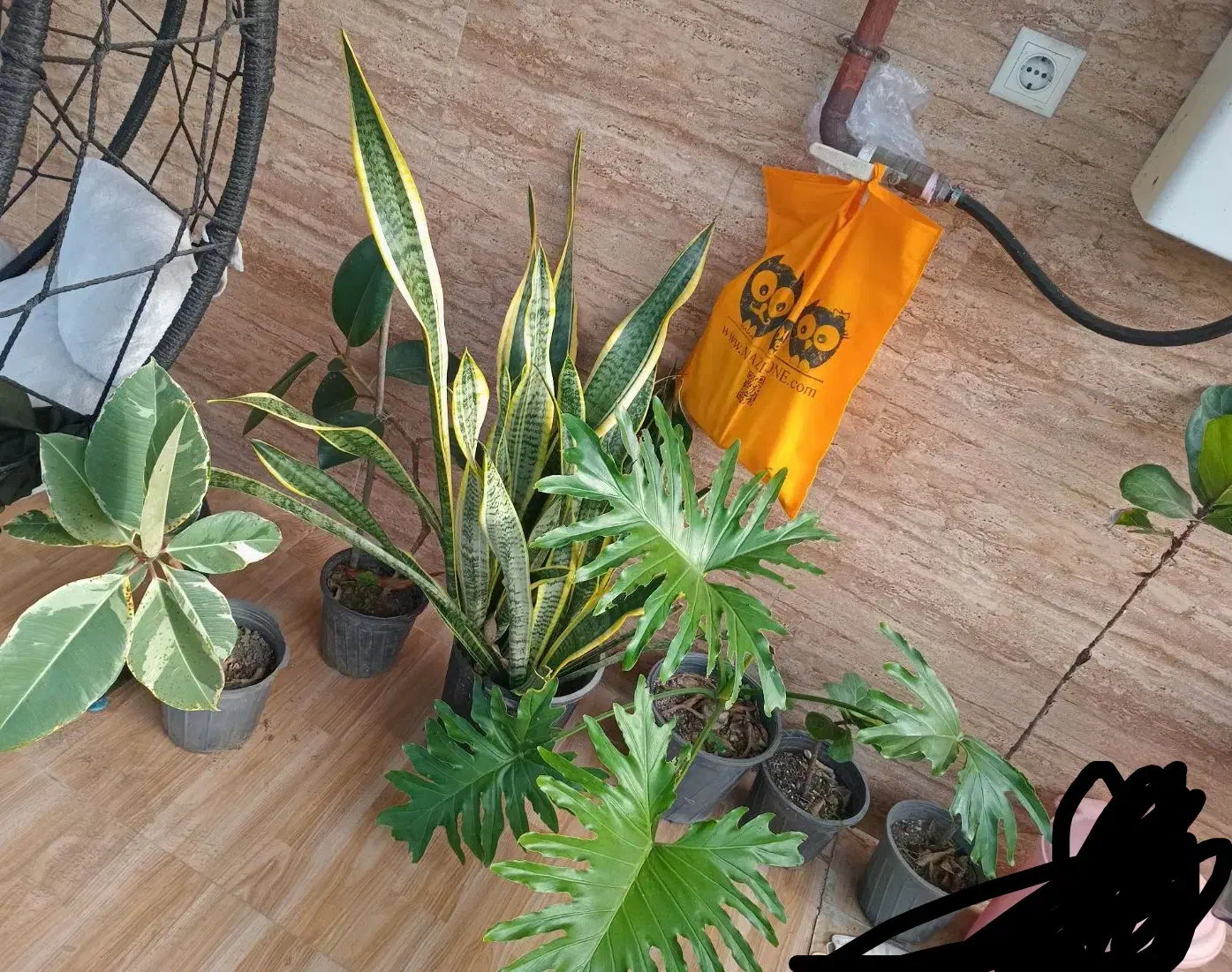 گل طبیعی|گل و گیاه طبیعی|رشت, حومه رشت|دیوار