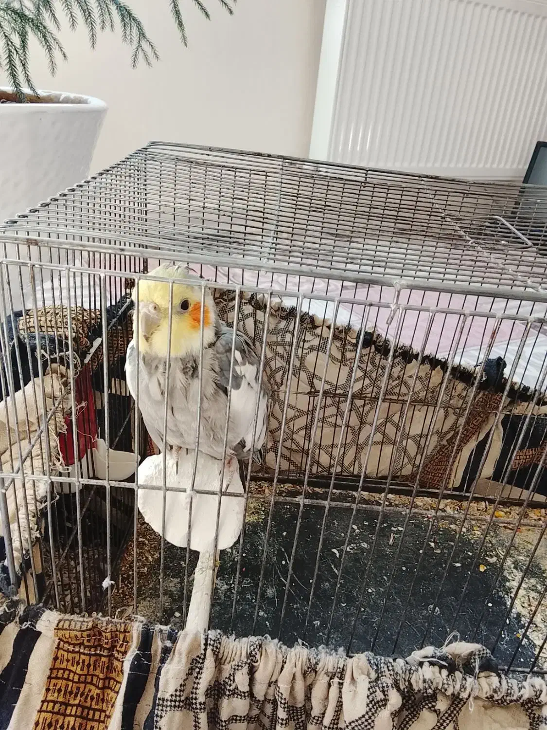 عروس هلندی سخنگو|پرنده|رباط‌کریم, الارد|دیوار