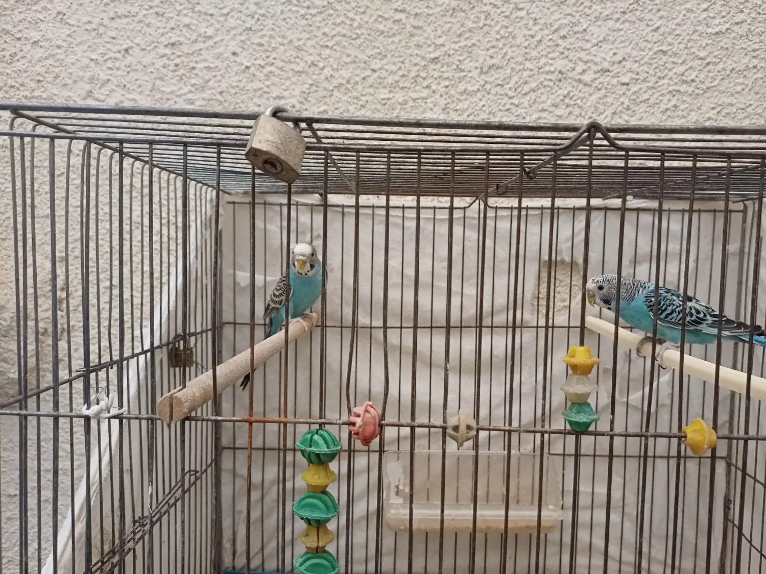 ۳ عدد مرغ عشق|پرنده|شاهین‌شهر, فردوسی|دیوار