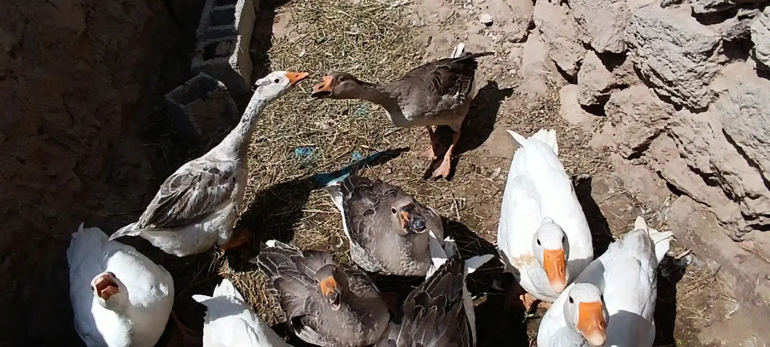 غاز محلی کاملا طبیعی|حیوانات مزرعه|مشگین شهر, |دیوار