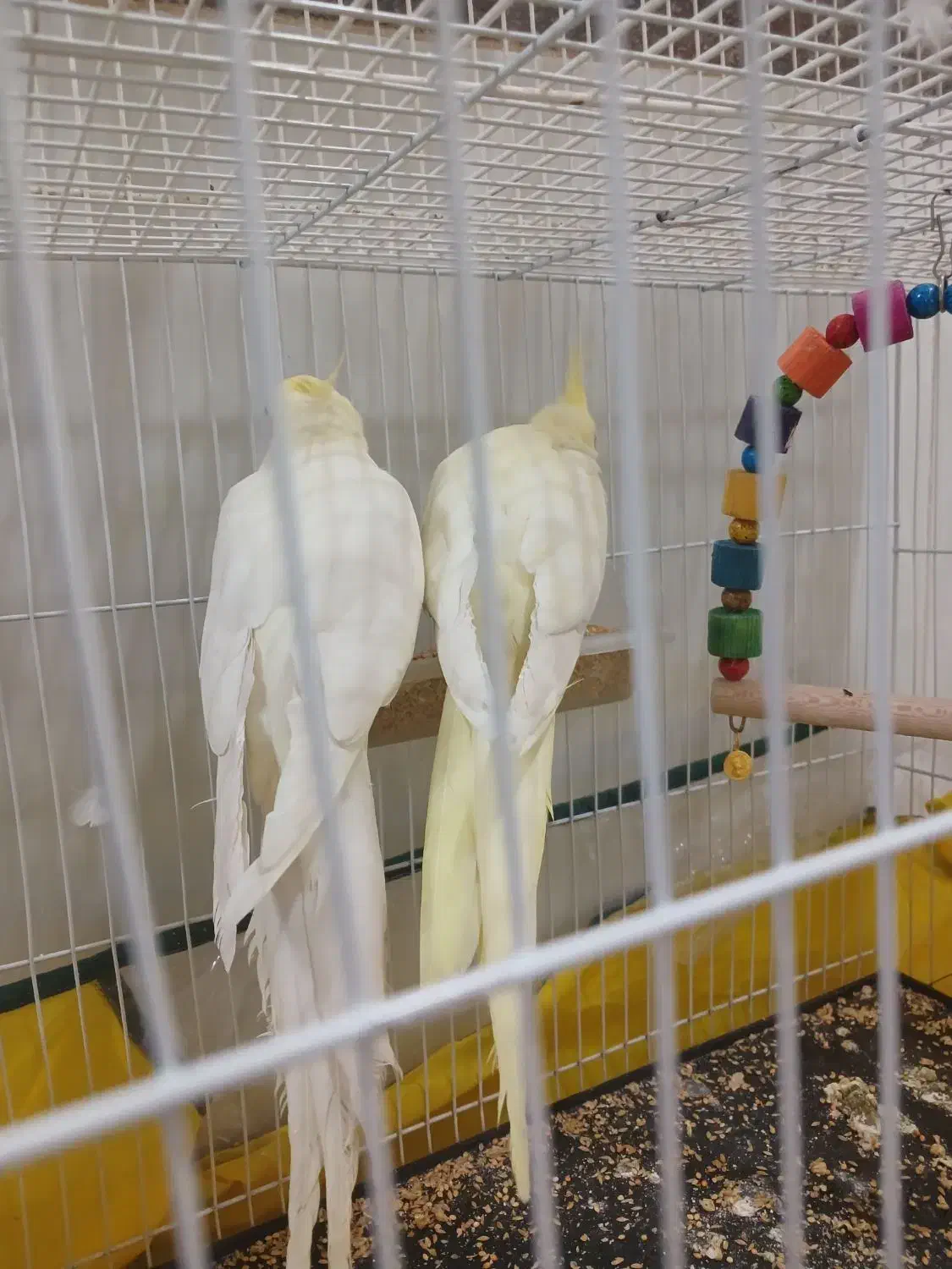 عروس هلندی با قفس|پرنده|تربت جام, میرقوام الدین|دیوار