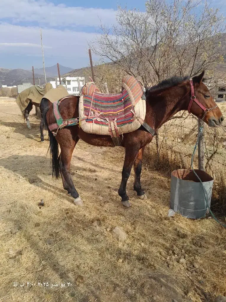فروش ۲ تا اسب|اسب و تجهیزات اسب‌سواری|بانه, |دیوار