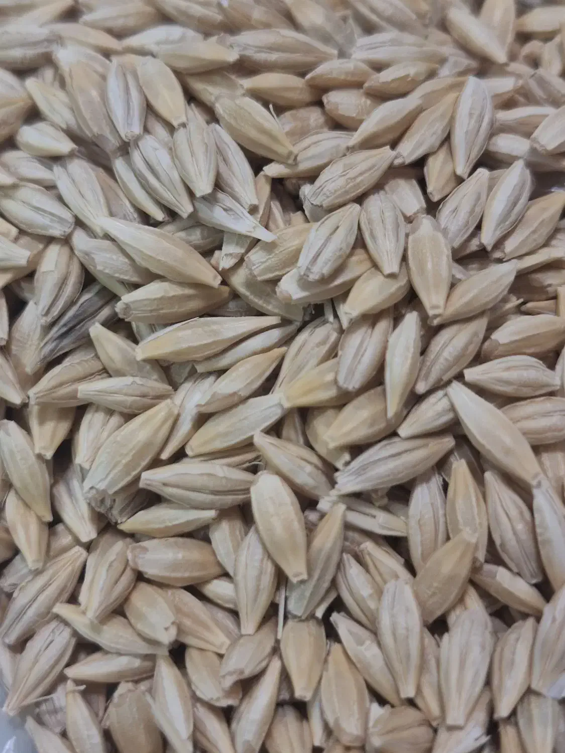 جو  بو جاری شده|لوازم جانبی حیوانات|اهر, |دیوار