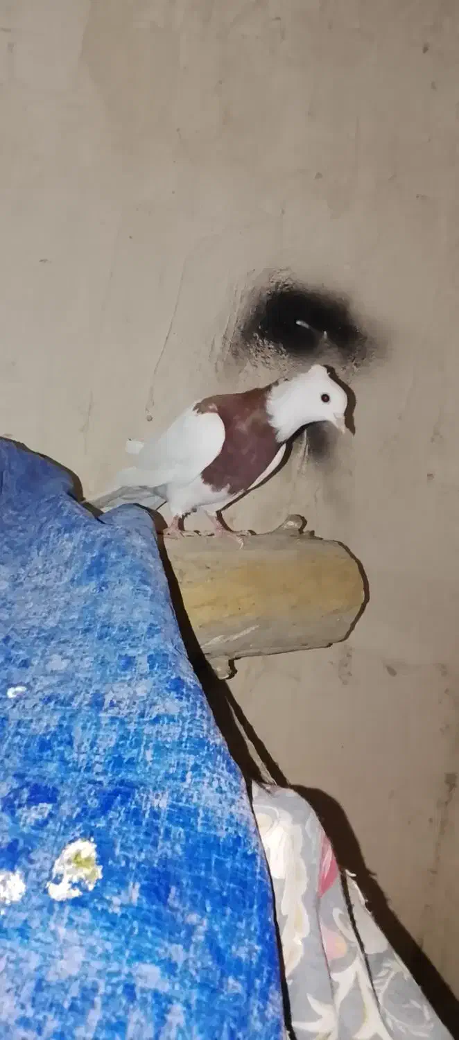 طوقی سرخ|پرنده|شهرضا, |دیوار