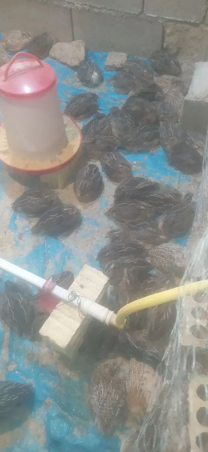 بلدرچین زنده و ارگانیک|حیوانات مزرعه|دیشموک, |دیوار