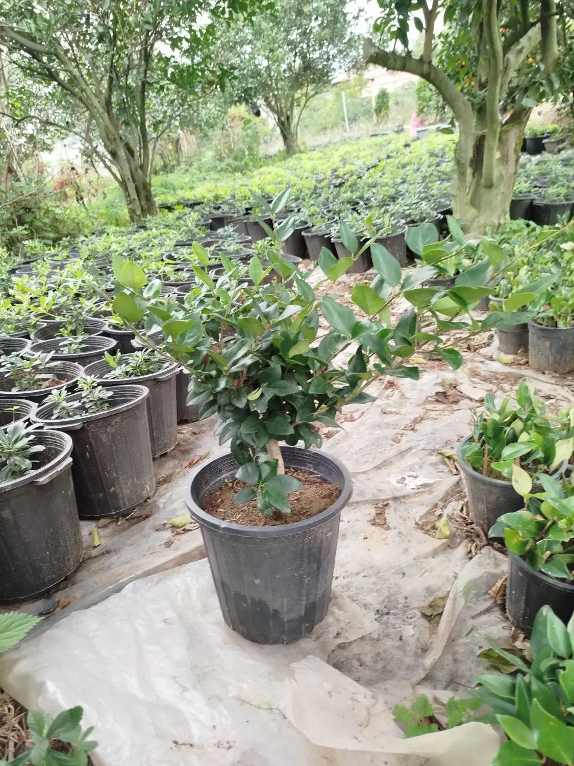 یاس هلندی|گل و گیاه طبیعی|کلاچای, |دیوار