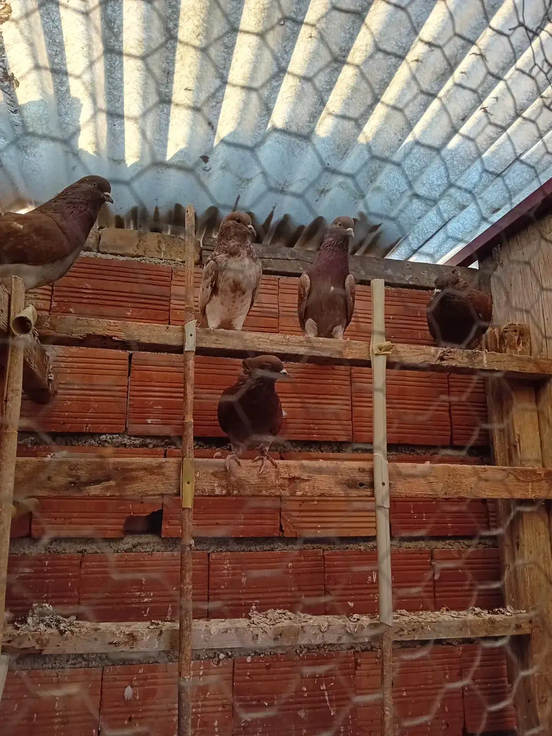 کبوتر تک پر پرشی|پرنده|بندر ترکمن, |دیوار