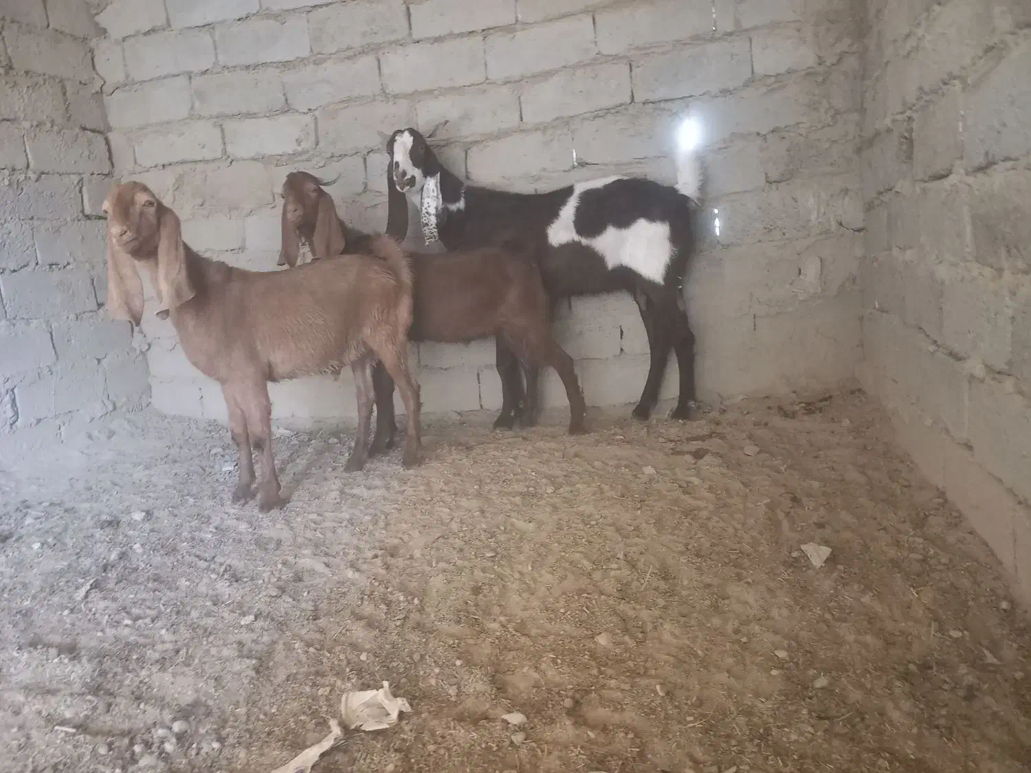 بزمری|حیوانات مزرعه|جزنیک, |دیوار