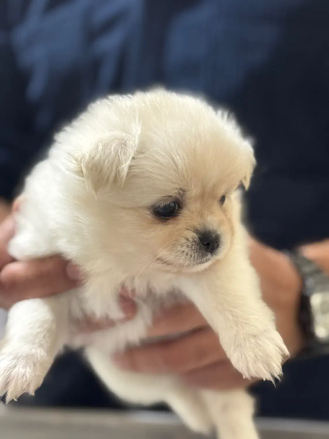 توله سگ پامرانین اصیل با شناسنامه و گواهی سلامت ا|سگ|رفسنجان, |دیوار