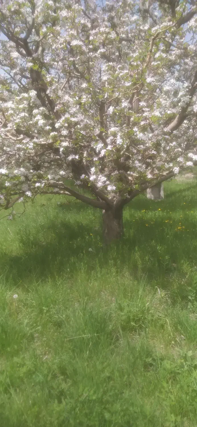 هرس درختان میوه وفرم دهی درختان غیره مثمر|خدمات باغبانی و درختکاری|اسلام‌شهر, مظفریه|دیوار