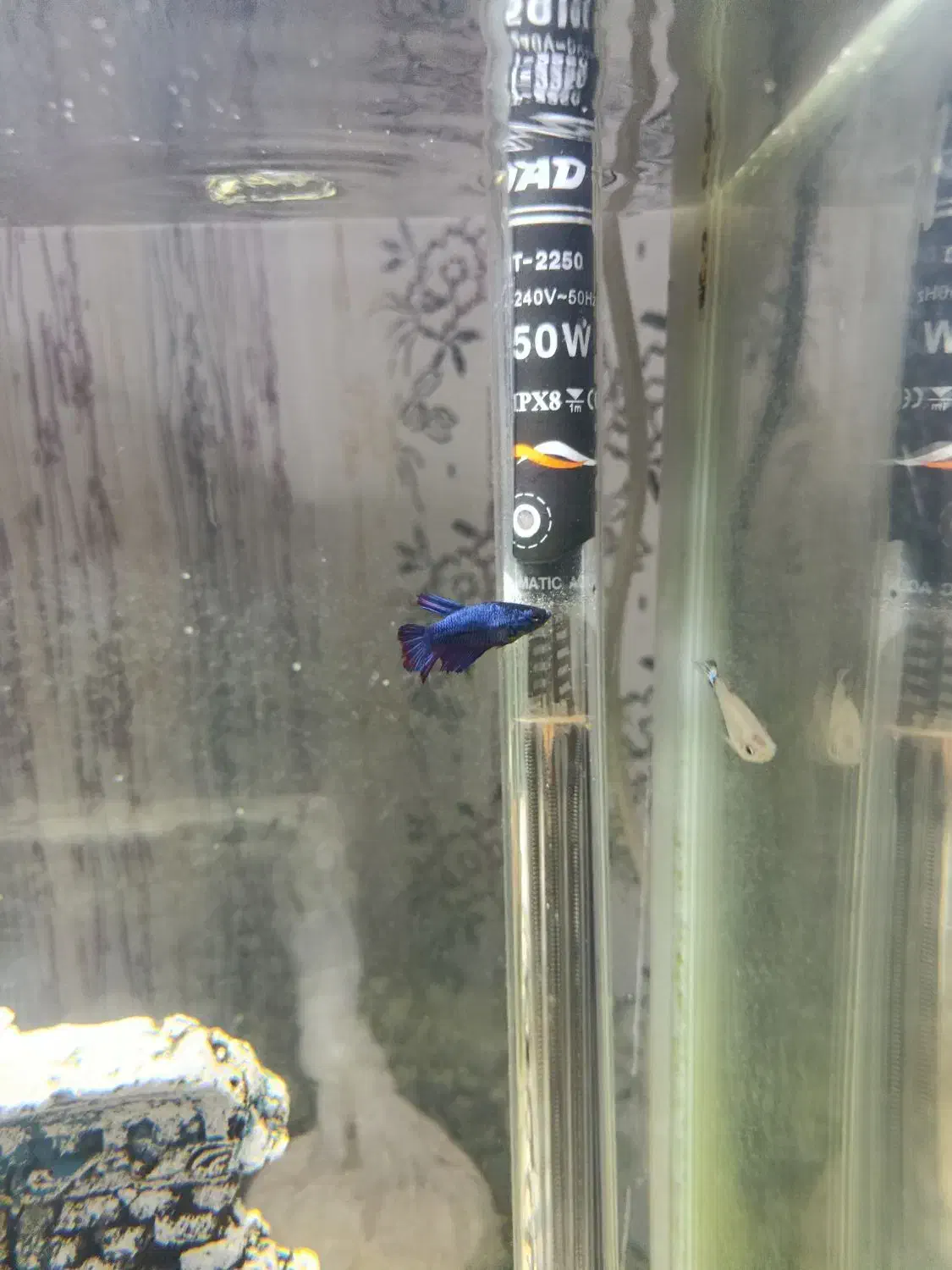 ماهی|ماهی|نظرآباد, مسکن مهر نظرآباد|دیوار