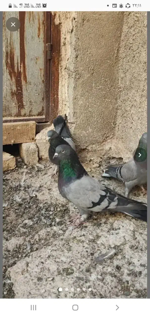 کبوتر سبز پرودولا نروماده|پرنده|بروجن, |دیوار