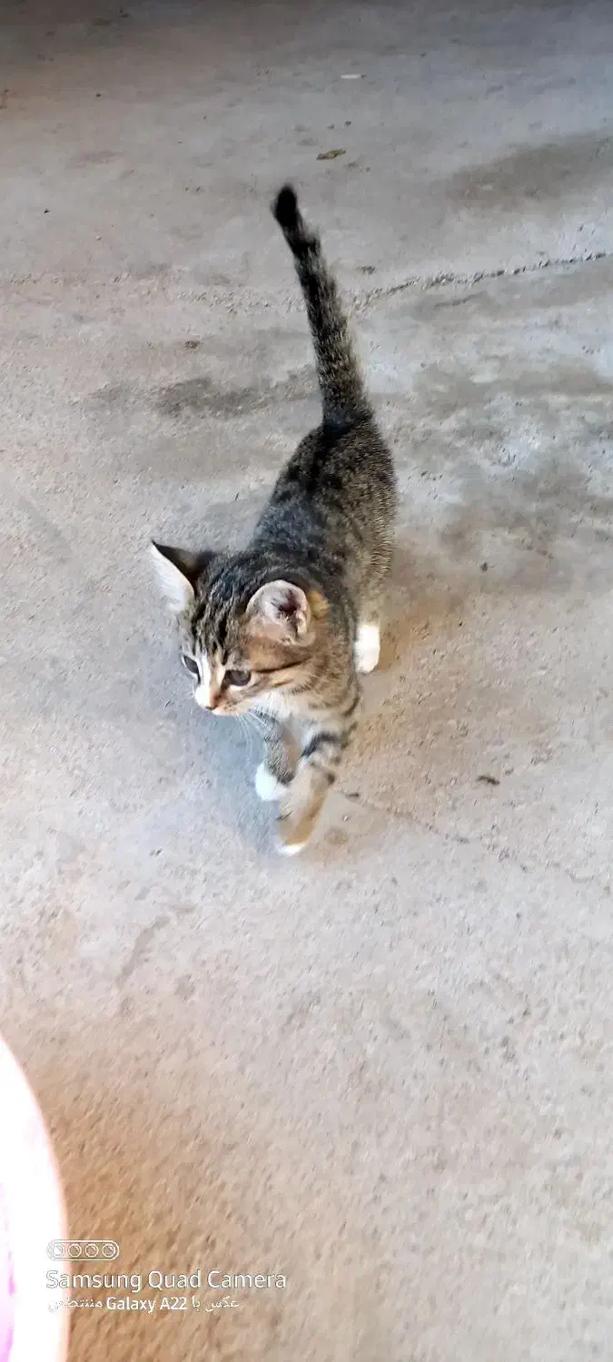 خودش هم نره|گربه|یامچی, |دیوار