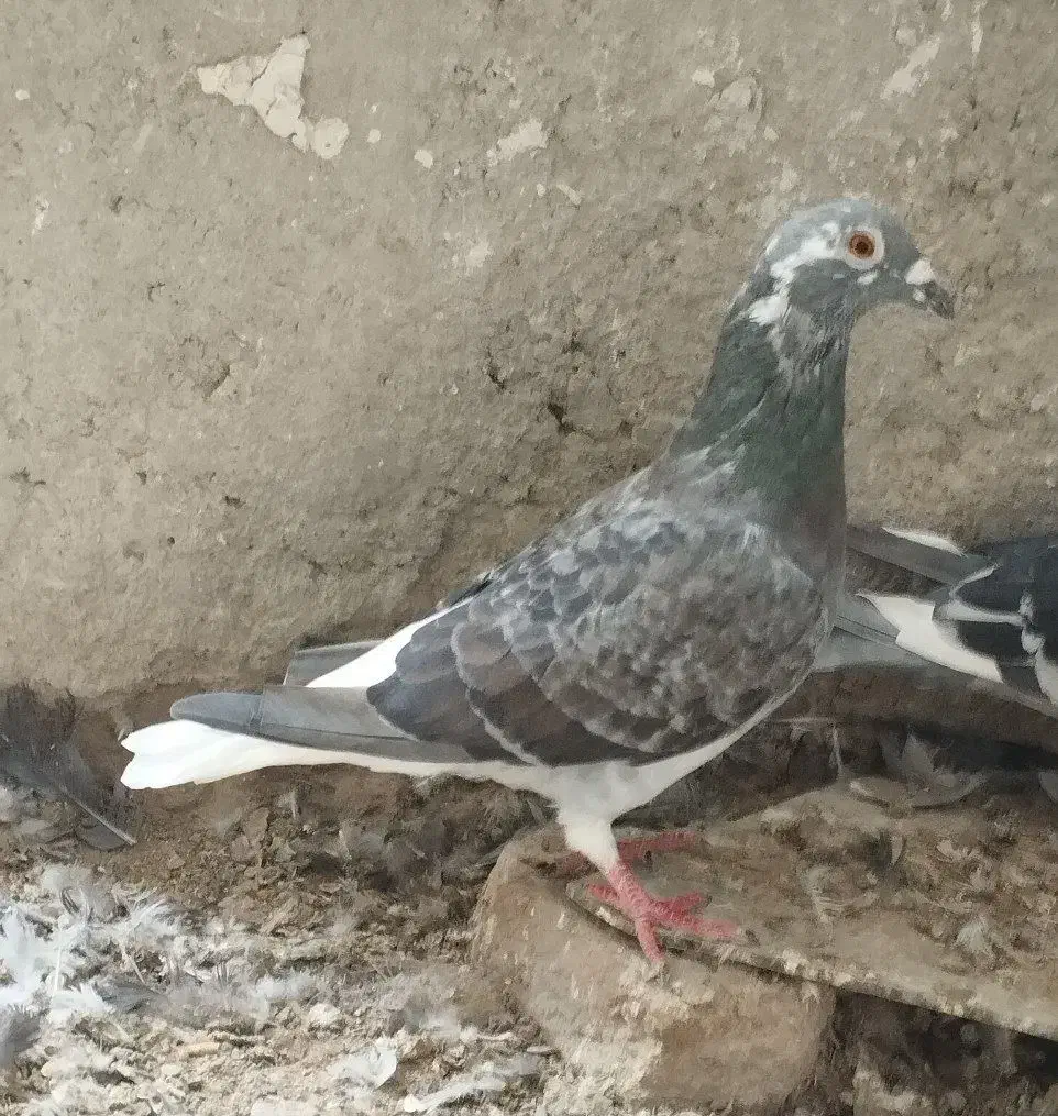 ۴عدد کبوتر فروشی|پرنده|نیمروز, |دیوار