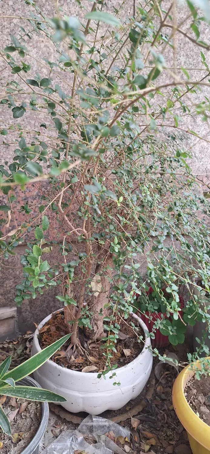 بنسای شمشاد ترون|گل و گیاه طبیعی|تهران, تهرانسر مرکزی|دیوار