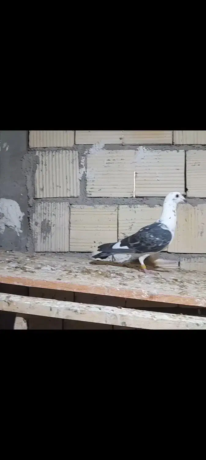 کبوتر سینه سفید|پرنده|جویم, |دیوار