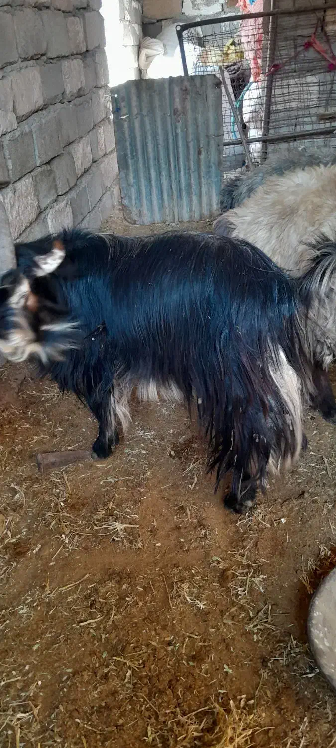 ا عدد دوبر روزگاری ...|حیوانات مزرعه|گتوند, |دیوار