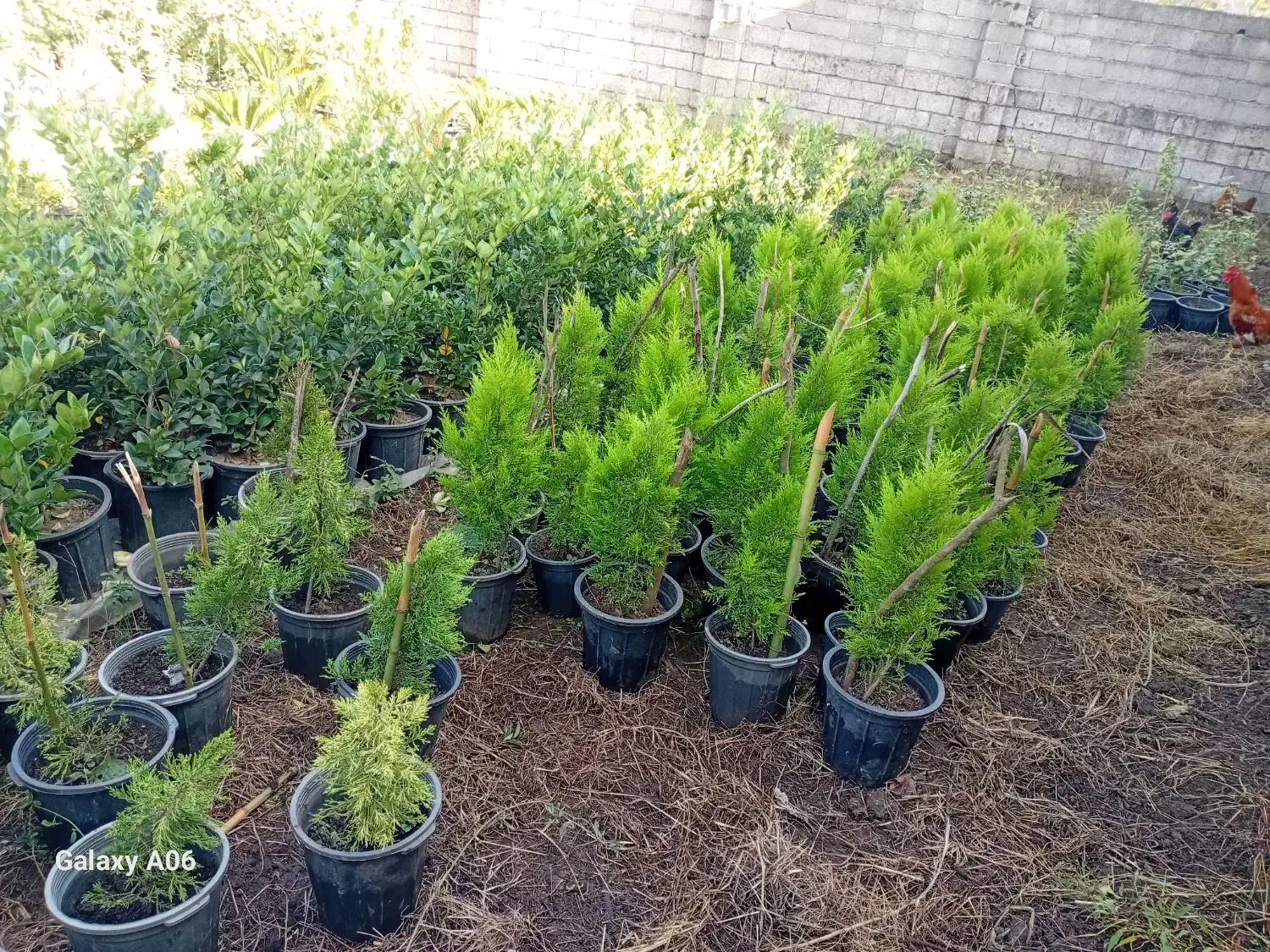 فروش گل به صورت یکجا فروشی به قیمت مناسب|گل و گیاه طبیعی|واجارگاه, |دیوار