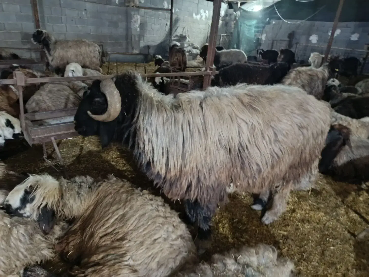 قوچ|حیوانات مزرعه|مرودشت, رودبال|دیوار