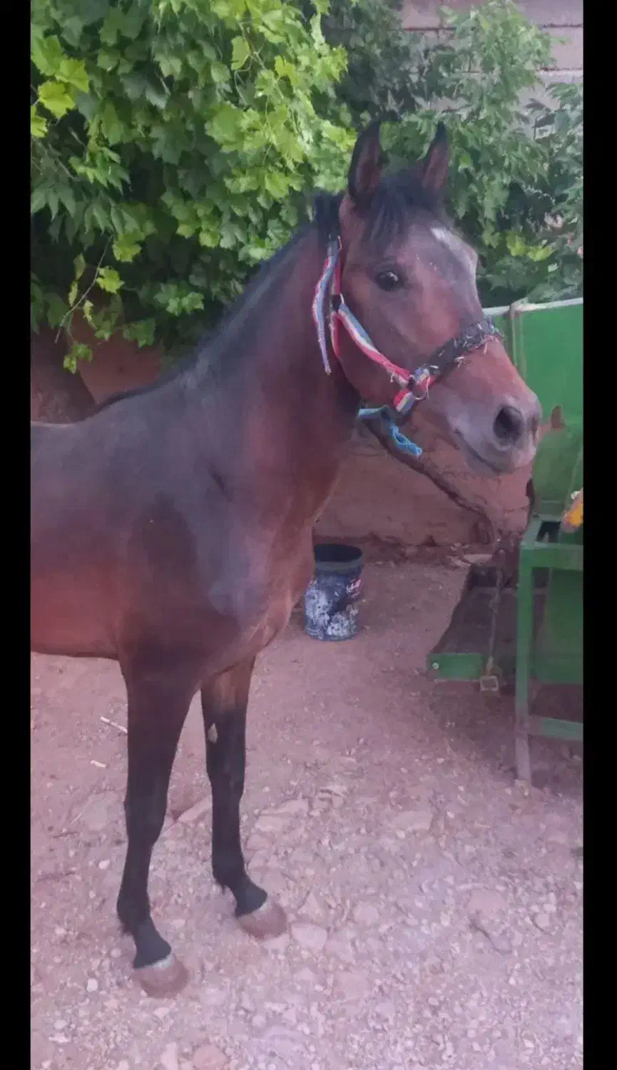 نریان 3 ساله|اسب و تجهیزات اسبسواری|کامیاران, |دیوار