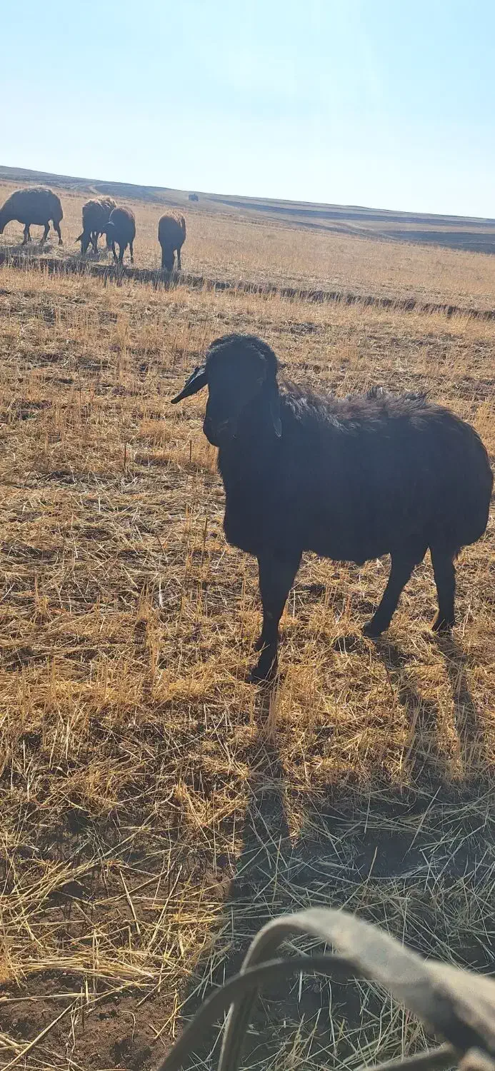 قوچ مشکی|حیوانات مزرعه|تیکمه داش, |دیوار