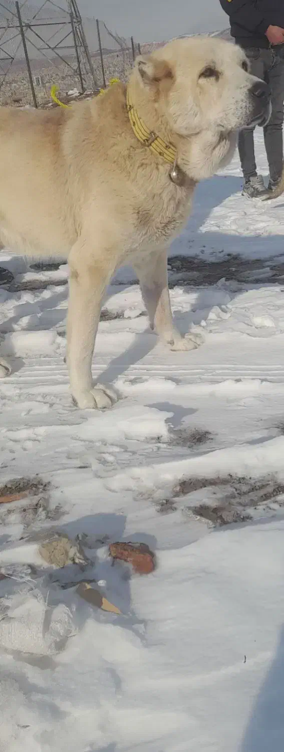 واگذاری سگ|سگ|تبریز, |دیوار