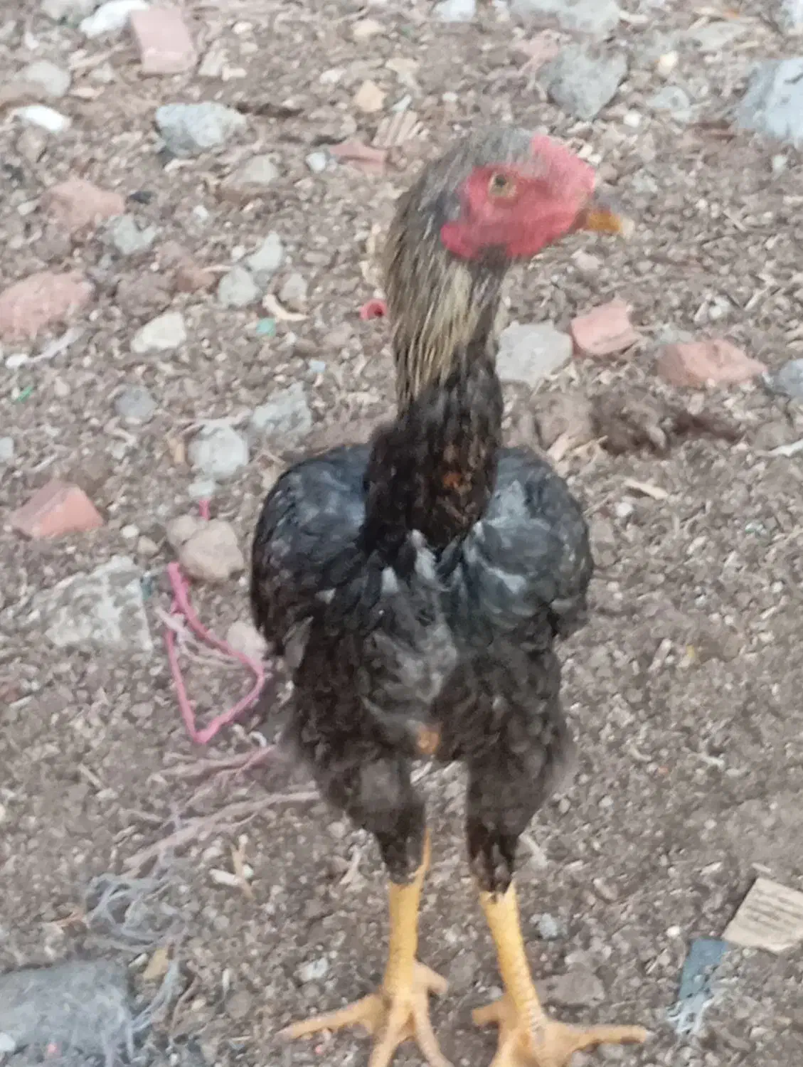 جوجه لاری افغانی|حیوانات مزرعه|گوگان, |دیوار