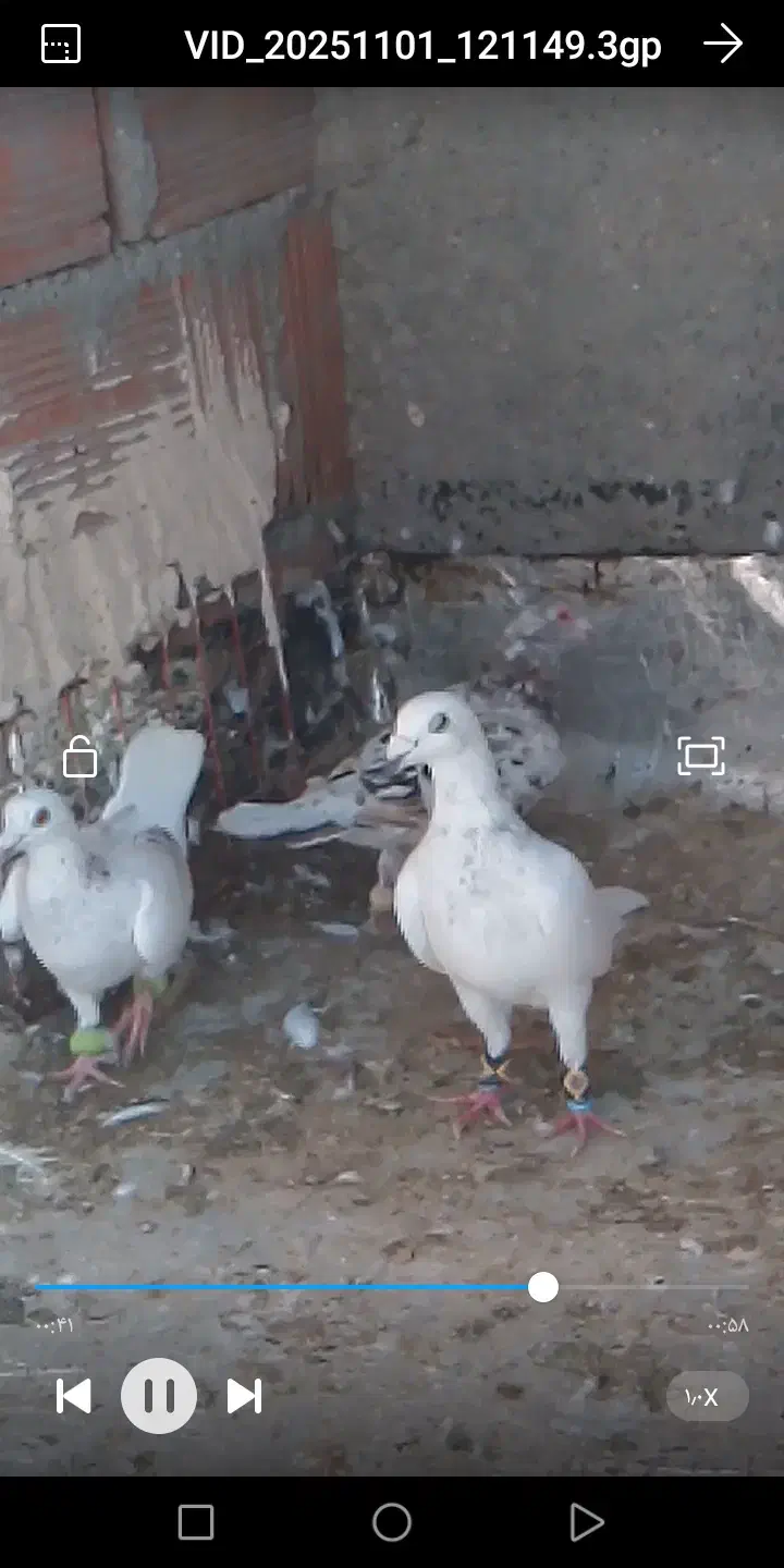 کبوتر|حیوانات|بجنورد, |دیوار