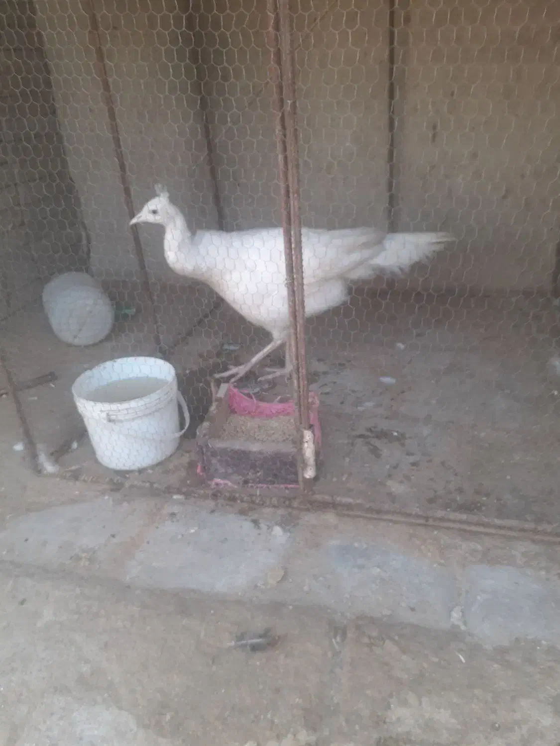 طاووس  سفید ماده|پرنده|تهران, خلازیر|دیوار