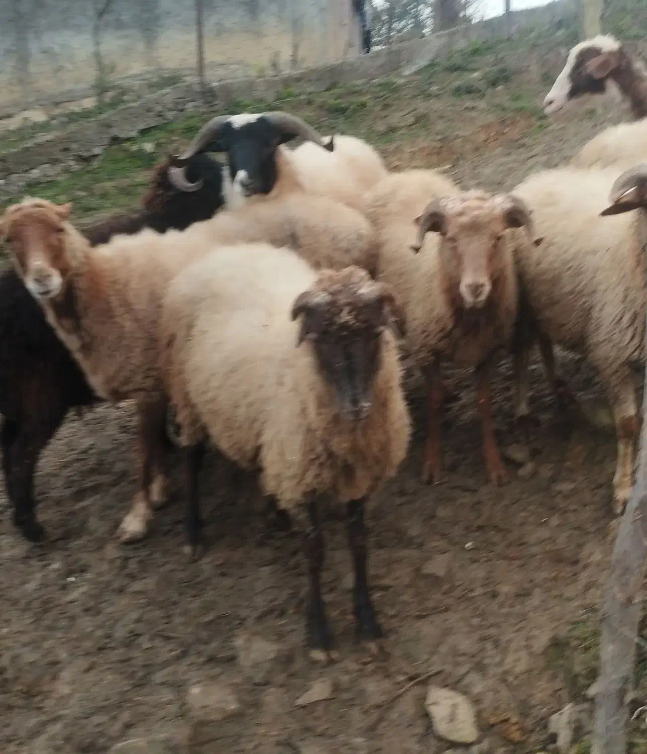 گوسفند زنده|حیوانات مزرعه|سیاهکل, |دیوار